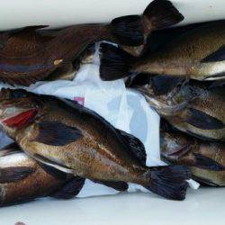 オーフリー 釣果