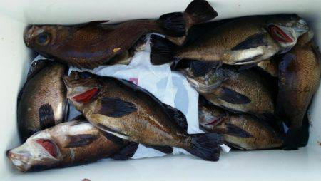 オーフリー 釣果