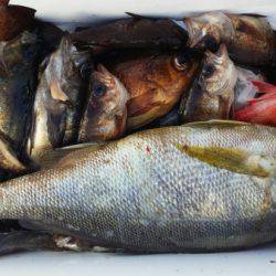 オーフリー 釣果