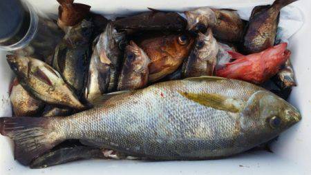 オーフリー 釣果