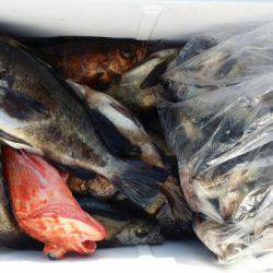 オーフリー 釣果