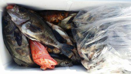 オーフリー 釣果