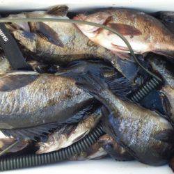 オーフリー 釣果