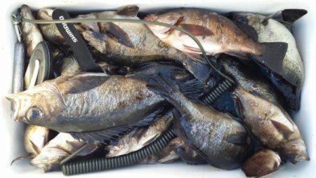 オーフリー 釣果