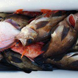 オーフリー 釣果