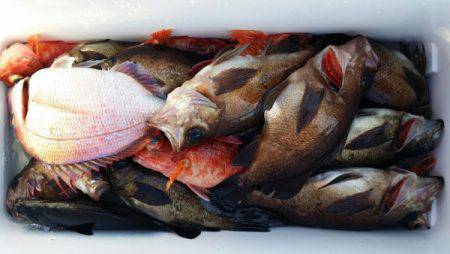 オーフリー 釣果