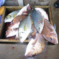 海釣り公園みかた 釣果