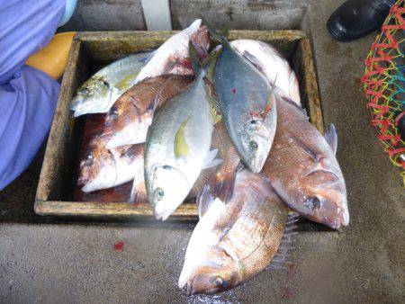 海釣り公園みかた 釣果