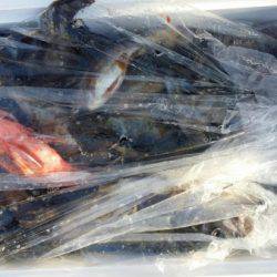 オーフリー 釣果