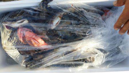 オーフリー 釣果