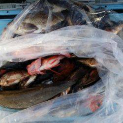 オーフリー 釣果