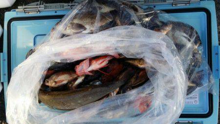 オーフリー 釣果