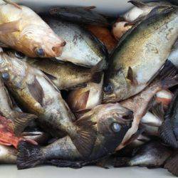 オーフリー 釣果