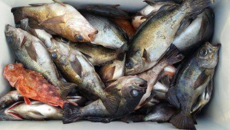 オーフリー 釣果