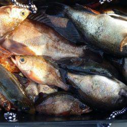 オーフリー 釣果