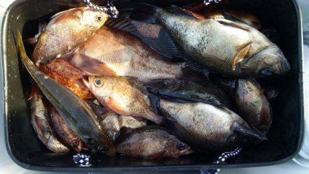 オーフリー 釣果