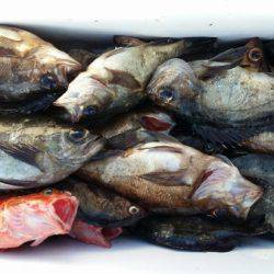 オーフリー 釣果