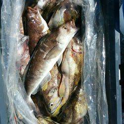 第八平成丸 釣果