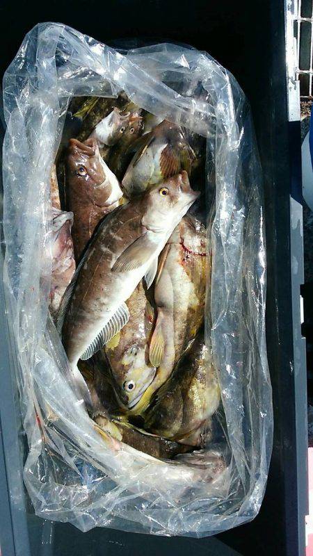 第八平成丸 釣果