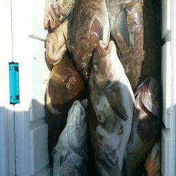 第八平成丸 釣果