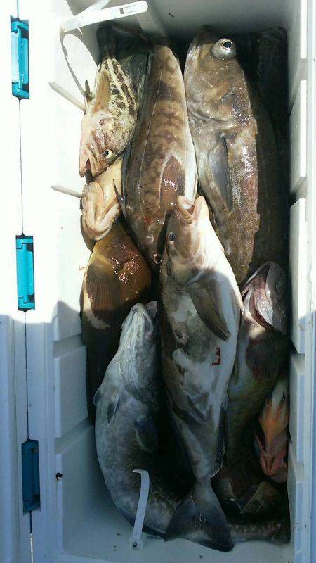 第八平成丸 釣果