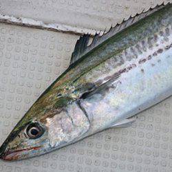 松本釣船２ 釣果