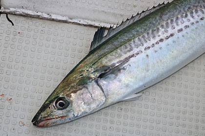 松本釣船２ 釣果