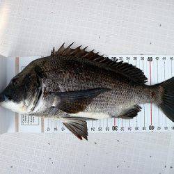 フルコンタクト 釣果