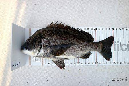 フルコンタクト 釣果