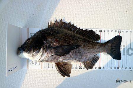 フルコンタクト 釣果