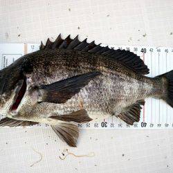 フルコンタクト 釣果