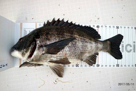 フルコンタクト 釣果