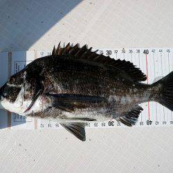 フルコンタクト 釣果