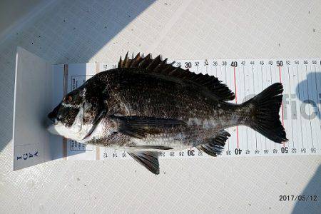 フルコンタクト 釣果