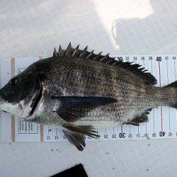 フルコンタクト 釣果