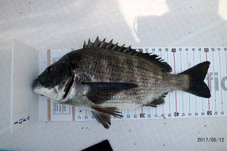 フルコンタクト 釣果