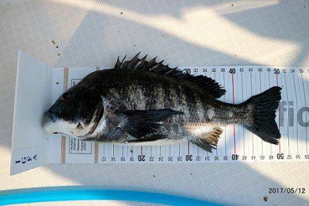 フルコンタクト 釣果