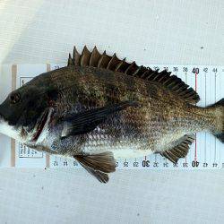 フルコンタクト 釣果