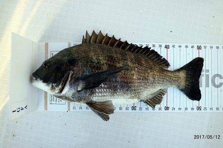 フルコンタクト 釣果