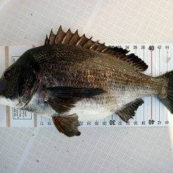 フルコンタクト 釣果