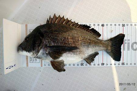 フルコンタクト 釣果