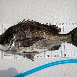 フルコンタクト 釣果