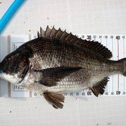 フルコンタクト 釣果