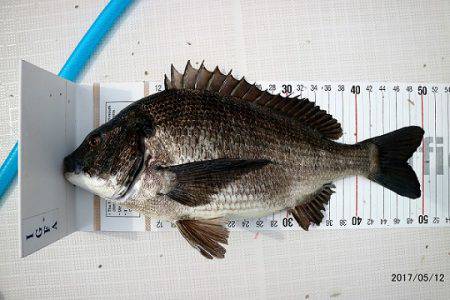 フルコンタクト 釣果