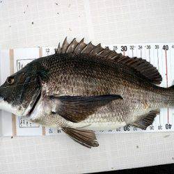 フルコンタクト 釣果