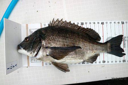 フルコンタクト 釣果