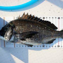 フルコンタクト 釣果