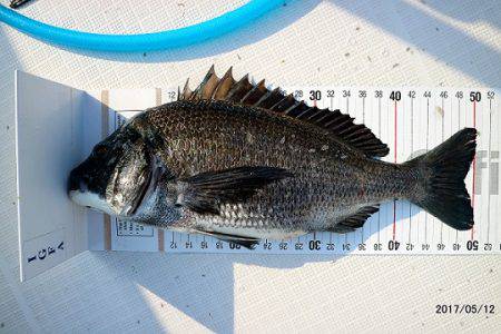 フルコンタクト 釣果