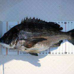 フルコンタクト 釣果