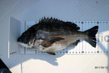 フルコンタクト 釣果